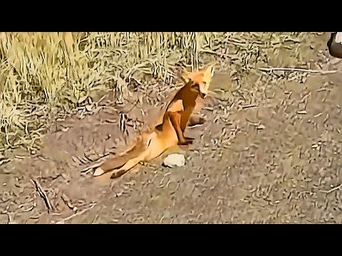 Видео: Девушка Помогла Лисице Не Подозревая, Как Та Отплатит Спустя Год!