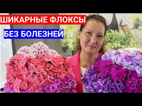 Видео: ШИКАРНЫЕ ФЛОКСЫ БЕЗ МУЧНИСТОЙ РОСЫ - БОЛЕЗНИ ФЛОКСОВ И ИХ ЛЕЧЕНИЕ