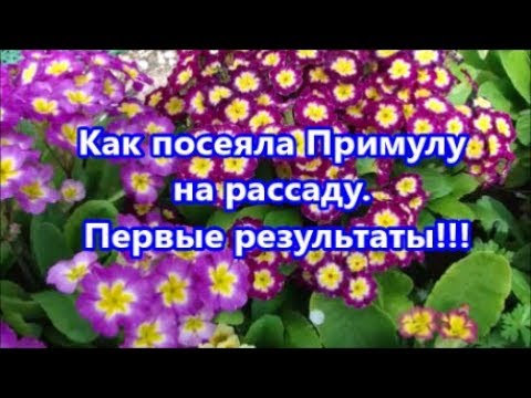 Видео: Как посеяла Примулу на рассаду.   Первые результаты!!!