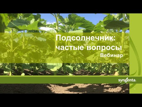 Видео: Подсолнечник: Вопросы и ответы по современным технологиям возделывания подсолненика