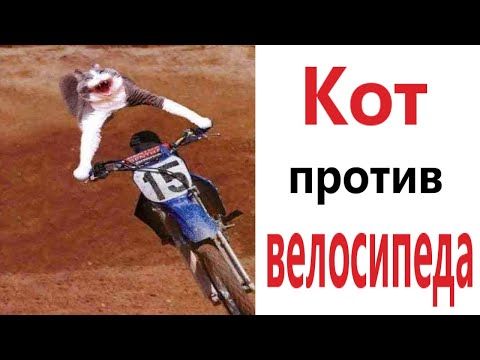 Видео: Лютые приколы! КОТ ПРОТИВ ВЕЛОСИПЕДА!!! Засмеялся проиграл! Тест на психику! – Domi Show!