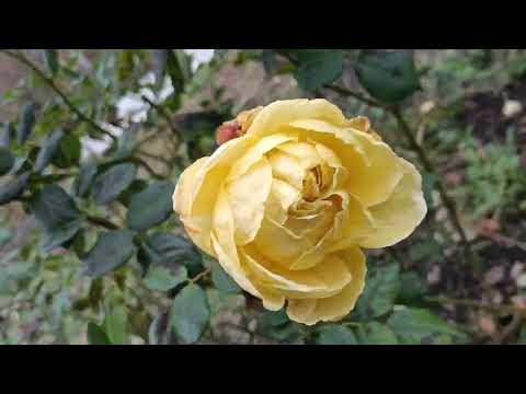 Видео: Посадила кущі Смородини