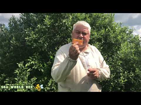 Видео: Способы подсадки не плодных маток  Разновидности пересылочных и подсадочных клеточек