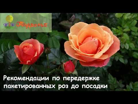 Видео: Передержка пакетированных роз до посадки