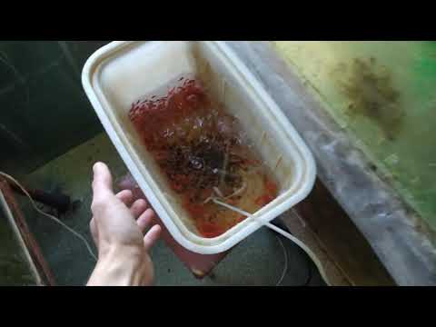 Видео: Купаюсь в деньгах . Опасная "пищевая" соль для аквариумных рыб . Пруд и тыква . Обзор разводни .