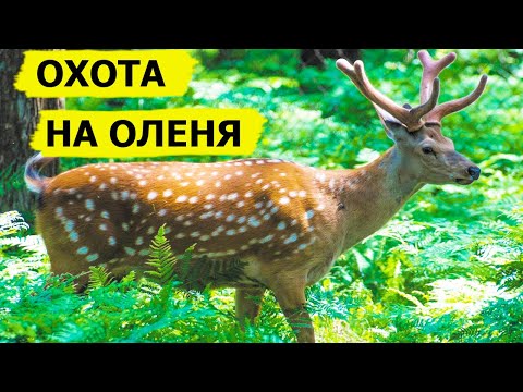 Видео: Ирландия - земля пятнистого оленя. Охота (Охотник и рыболов)