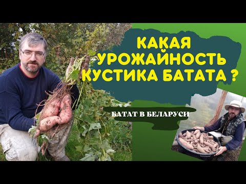 Видео: Батат выращивание.  Урожайность кустика батата