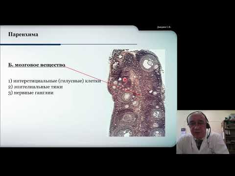 Видео: Гистология 6. Женская половая система ч.1