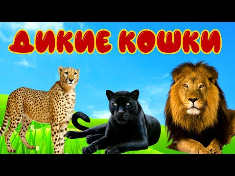 Видео: Дикие кошки для детей. Развивающее видео о диких животных