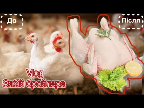 Видео: Забій бройлера! Сезон відкритий🐓нове поповнення пташок 🪺приймаємо замовлення 💰