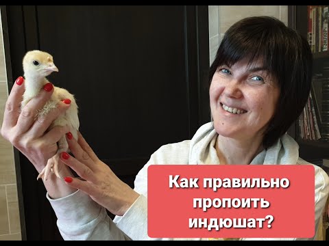 Видео: Как и чем пропоить индюшат, чтоб вырастить здорового бройлера? Нужно ли прививать? Индюки от А до Я.