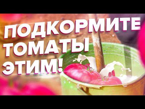 Видео: ПОДКОРМИТЕ ТОМАТЫ ЭТИМ! УРОЖАЙ ПОПРЕТ!