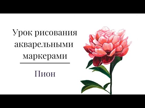 Видео: Урок рисования акварельными маркерами "Пион"