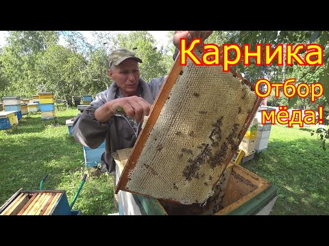 Видео: КАРНИКА в Сибири! ВСЁ ЗАЛИТО МЁДОМ! ДВУХМАТОЧНЫЕ, отбор мёда