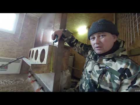 Видео: Как внутри устроен курятник