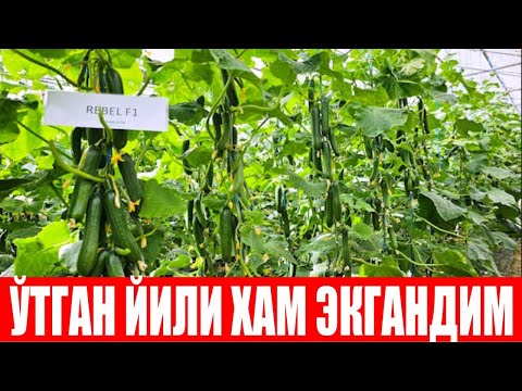 Видео: Ребел F1: Ўтган йили экиб барака топганмиз! Бу йил хам экдик натижаси зўр (Cucumber Rebel F1-Sakata)