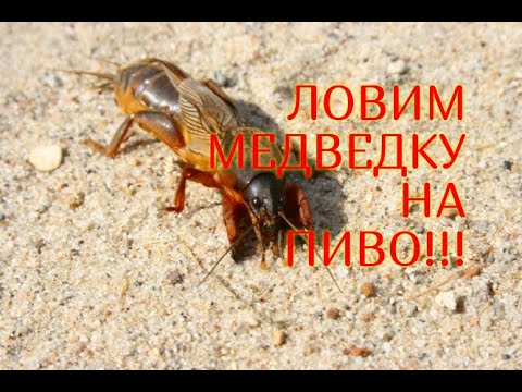 Видео: ЭФФЕКТИВНОСТЬ СПОСОБА ЛОВЛИ МЕДВЕДКИ НА ПИВО//МОЯ ЛЮБИМАЯ УСАДЬБА