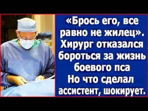 Видео: Все равно не жилец  Хирург не стал бороться за жизнь служебной овчарки  Тогда ассистент