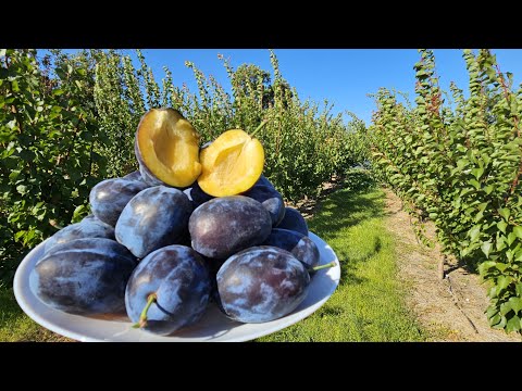 Видео: Коли проводити збір пізніх сортів сливи.