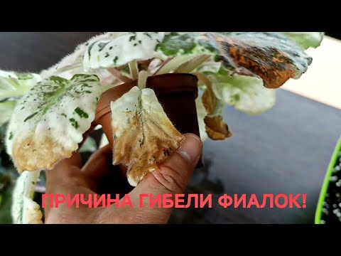Видео: В ЧЁМ БЫЛА ПРИЧИНА ПРОБЛЕМЫ С ФИАЛКАМИ !!! ПЛОХОЙ ГРУНТ !