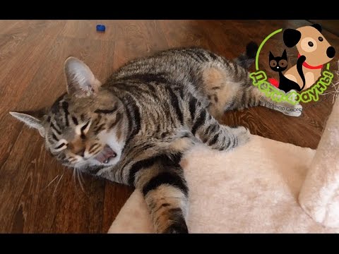 Видео: Неприятный запах у кошки из пасти, основные причины