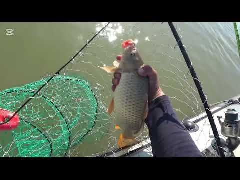 Видео: Рыбалка ШАРДАРА 31.03.25.