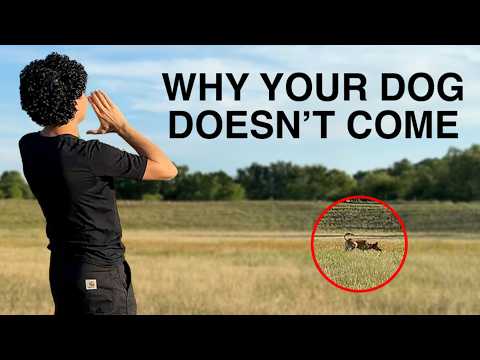 Видео: Собака не подходит, когда её зовёшь? Исправьте это прямо сейчас!