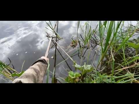 Видео: Рыбалка на горох на реке Неман. Трофейные голавли.