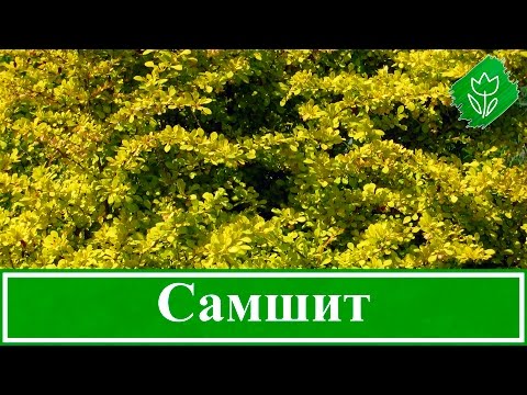 Видео: 🌿 Растение самшит – посадка и уход; кустарник самшит – размножение и пересадка