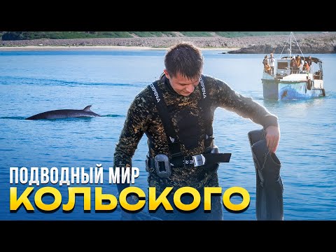 Видео: Подводные приключения на Кольском полуострове | Смотрим на китов, готовим и едим морской огурец