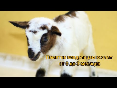 Видео: Памятка владельцам козлят от 0 до 3 месяцев. Купили козлёнка, как кормить, где содержать?