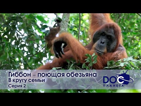 Видео: Гиббон - поющая обезьяна - Фильм 2. В кругу семьи - Документальный фильм