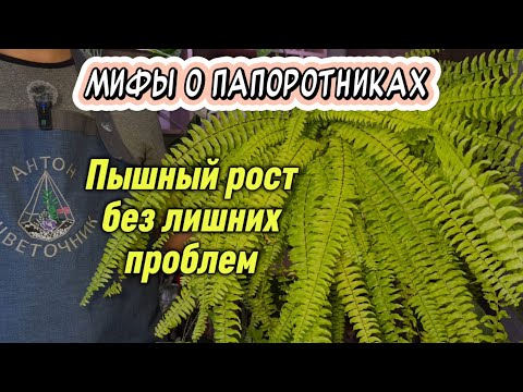 Видео: Неприхотливые и красивые: обзор моих папоротников. Уход, пересадка и мифы о них