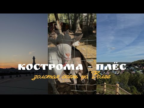 Видео: Осеннее путешествие в Кострому и Плёс🚘