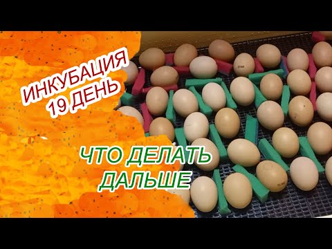 Видео: Инкубация куриных яиц на 19 день