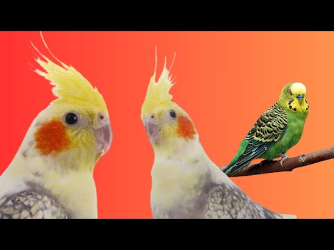 Видео: КОРЕЛА И ВЪЛНИСТО ПАПАГАЛЧЕ - Какво трябва да знаем