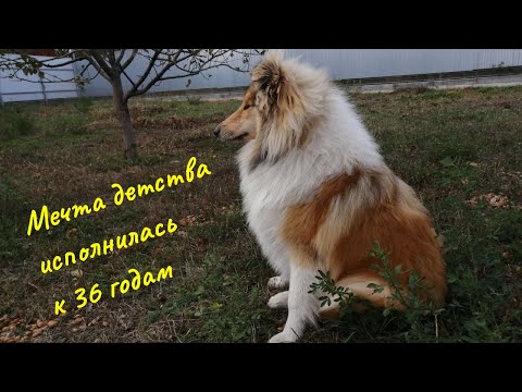 Видео: Сбылась мечта! Пополнение в семье. Невозможно не влюбиться - щенок колли