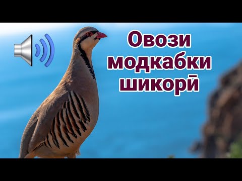 Видео: Овози модкабк барои шикор صدای کبک ماده برای شکار، صوت الحجل الأنثى dişi keklik sesi