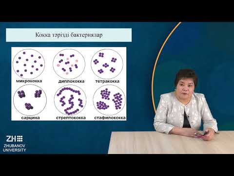 Видео: Изимова Р. Микроорганизмдер систематикасы №2дәріс