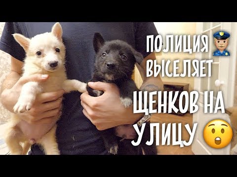 Видео: Щенков выселяют! На меня подали в полицию. Новый ЧЕЛЛЕНДЖ!