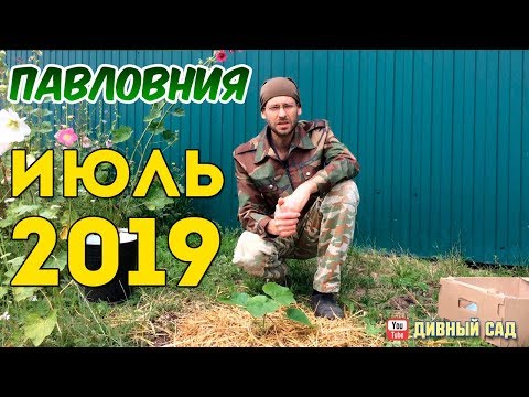 Видео: Павловния - летняя посадка. Июль 2019.