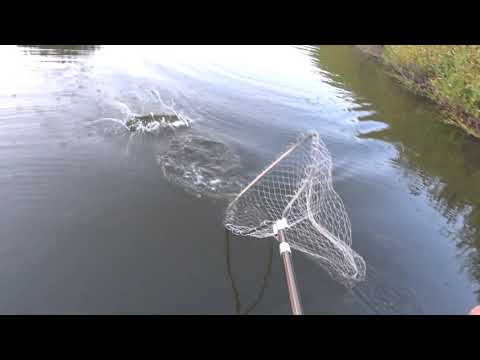 Видео: Рыбалка на Ишиме . СЕМЬ ДНЕЙ на водоеме . Язь пошел . Готовлю ХЕ из ЩУКИ !