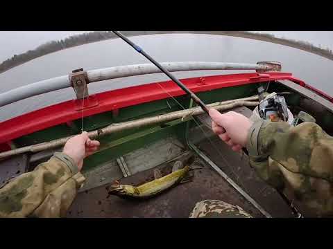 Видео: Pike and perch/Щука и окунь/ Līdaka un asaris 1080HD Go Pro