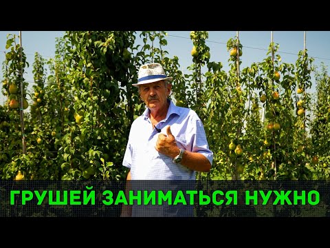 Видео: Груша - промышленные сады | Малакановский Мичурин