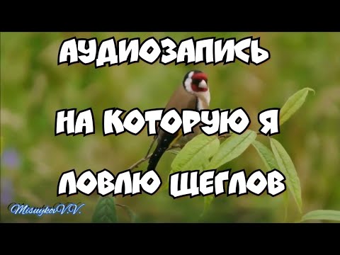 Видео: Пение щеглов