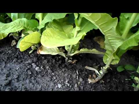 Видео: №14 Табак  Удаляем нижние песочные листья