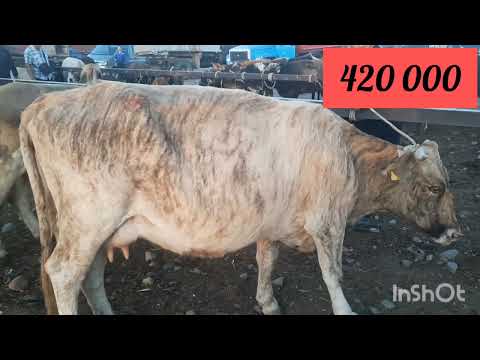Видео: Бұзаулы сиырлар, Ұзынағаш мал базары. 23 07 23