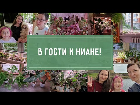 Видео: АЙДА В ГОСТИ! ОБЗОР РАСТЕНИЙ Нианы!