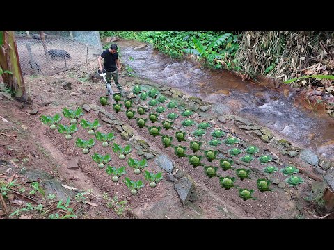 Видео: Расширение сельскохозяйственных угодий. Выращивание редиса и цветной капусты