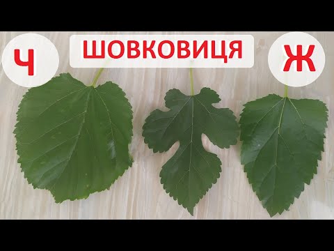 Видео: Шовковиця - жіноче та чоловіче дерево. Визначення по листкам - чи можливо це?